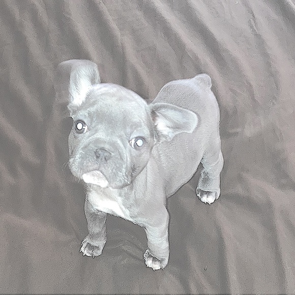 meet Stitch, the stud 🐾 - Picture 4 of 12